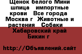 Щенок белого Мини шпица , импортные крови - Все города, Москва г. Животные и растения » Собаки   . Хабаровский край,Бикин г.